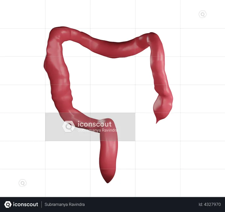 Large Intestine  3D Illustration