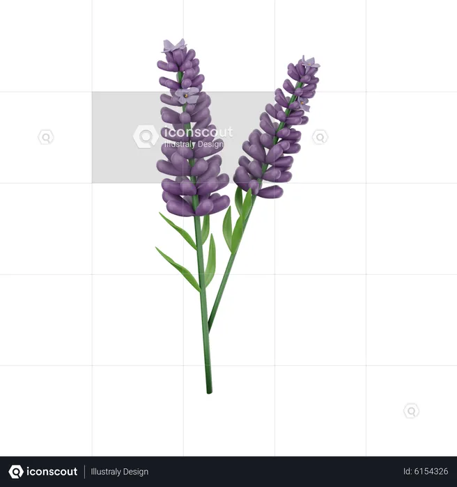 Lavanda  3D Icon