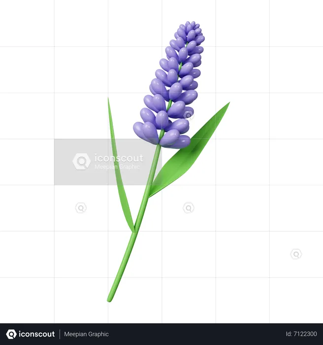 Lavender Flowers  3D Icon