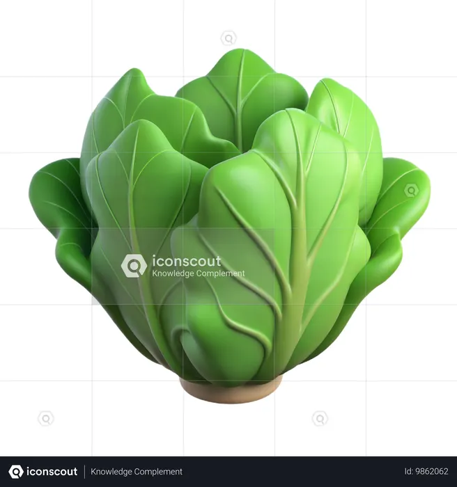 Lettuce  3D Icon