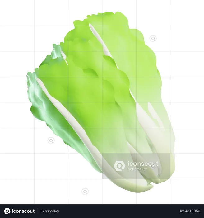 Lettuce  3D Icon