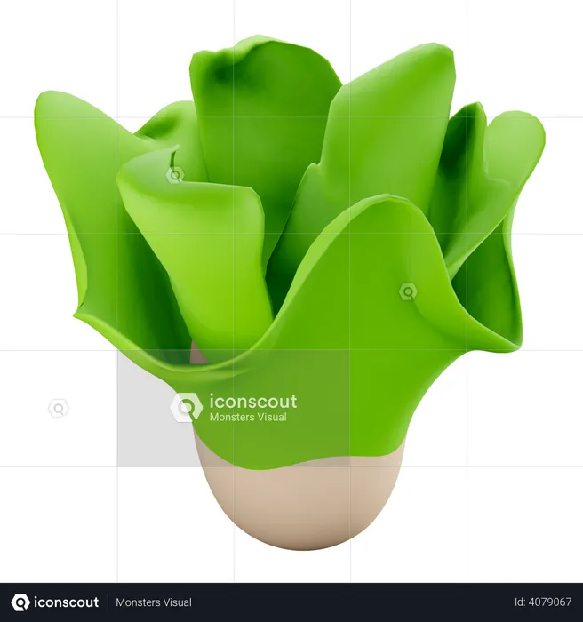 Lettuce  3D Illustration