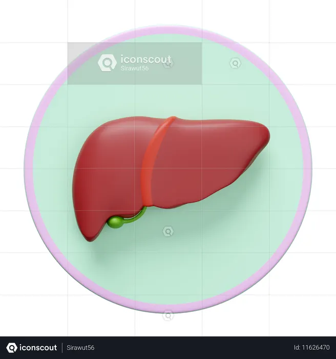 Liver  3D Icon