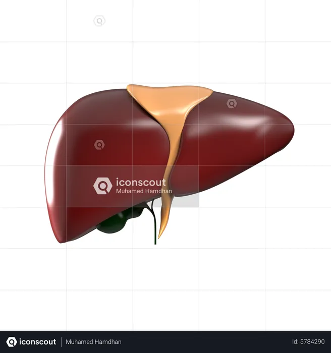 Liver  3D Icon