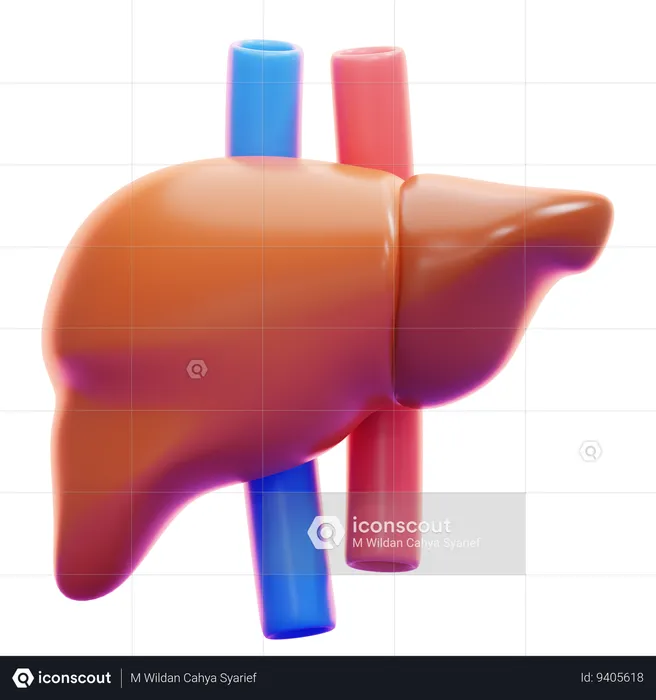 LIVER  3D Icon