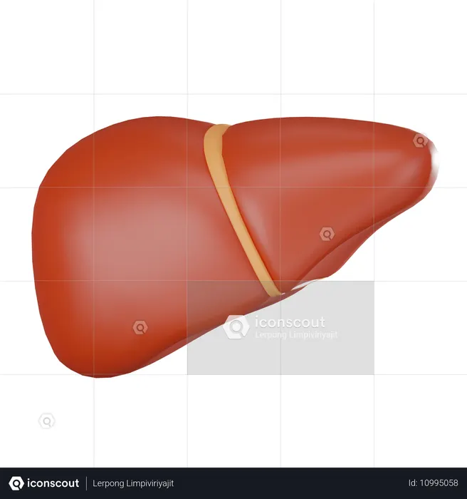 Liver  3D Icon