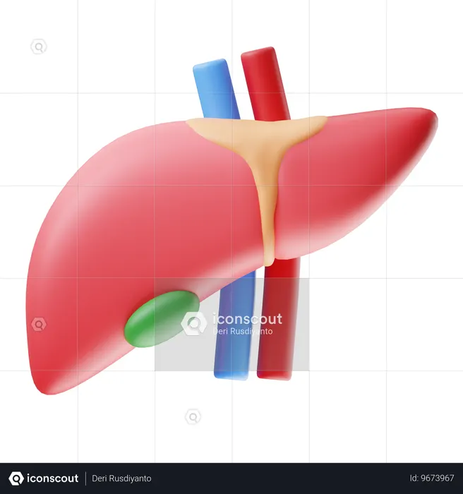 Liver  3D Icon
