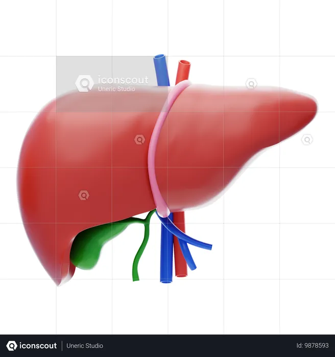 Liver  3D Icon