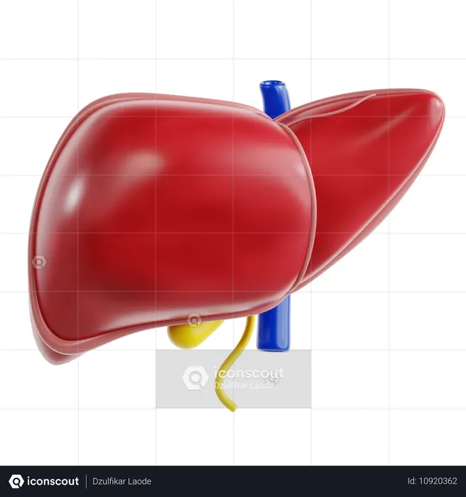 Liver  3D Icon
