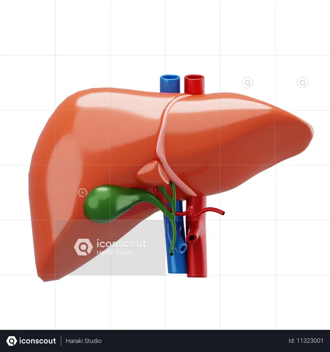 Liver  3D Icon