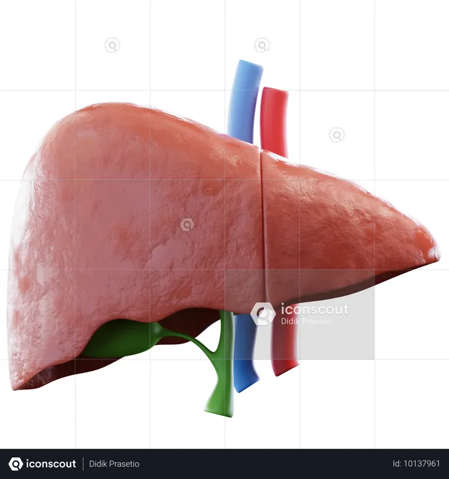 Liver  3D Icon