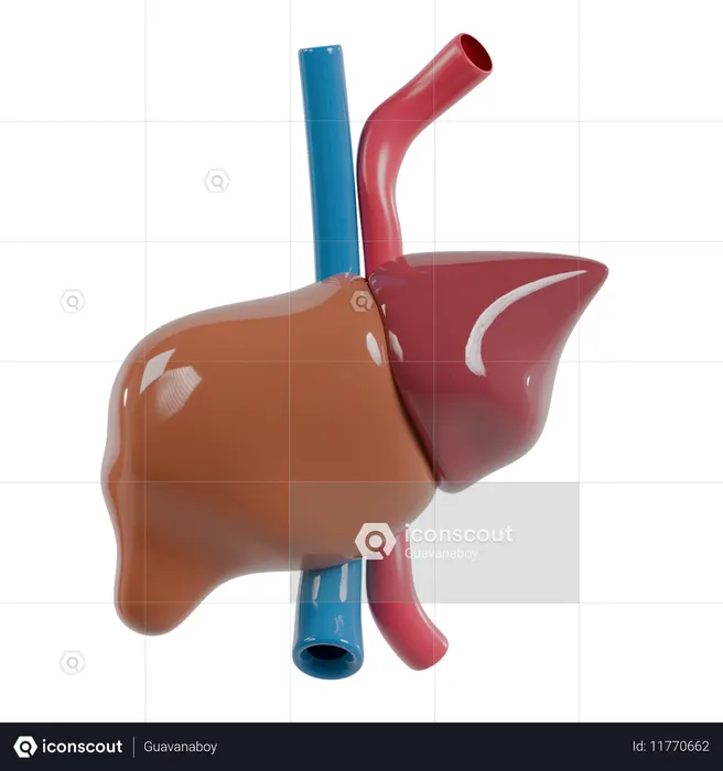 Liver  3D Icon