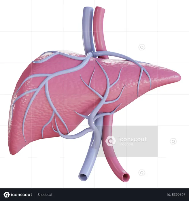 Liver  3D Icon