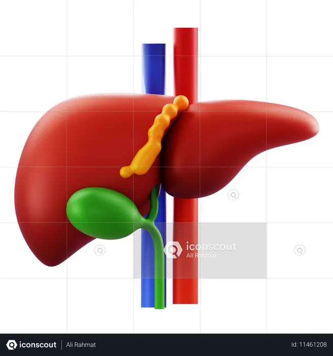 Liver  3D Icon