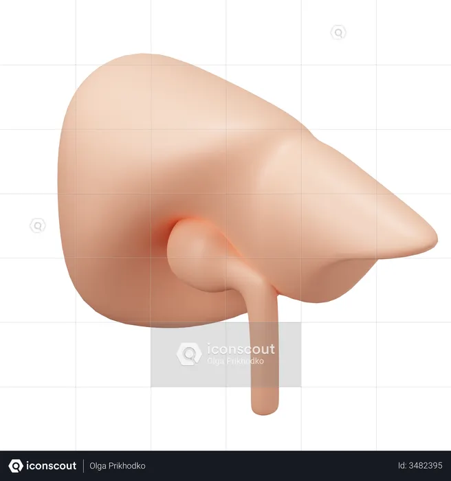 Liver  3D Illustration