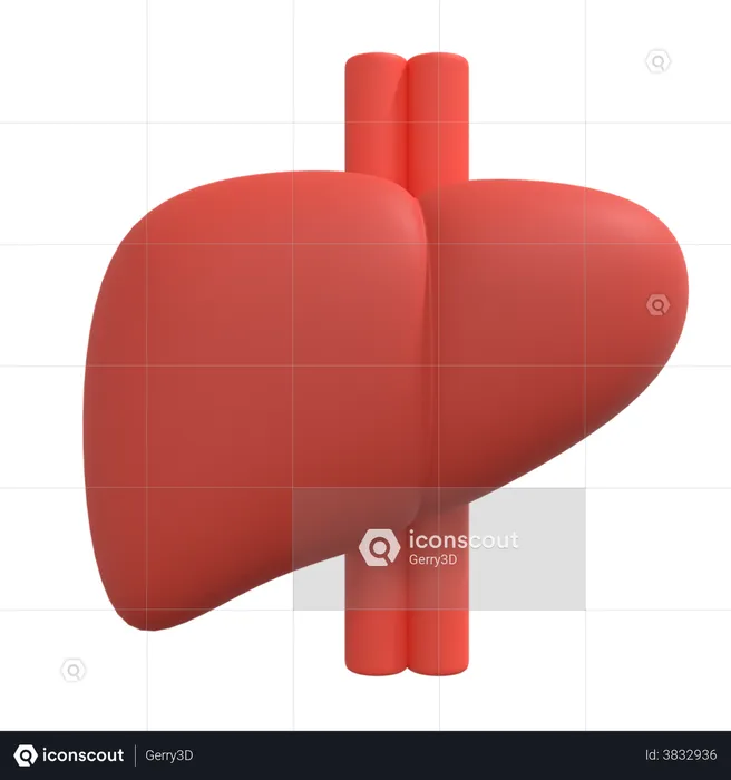 Liver  3D Illustration
