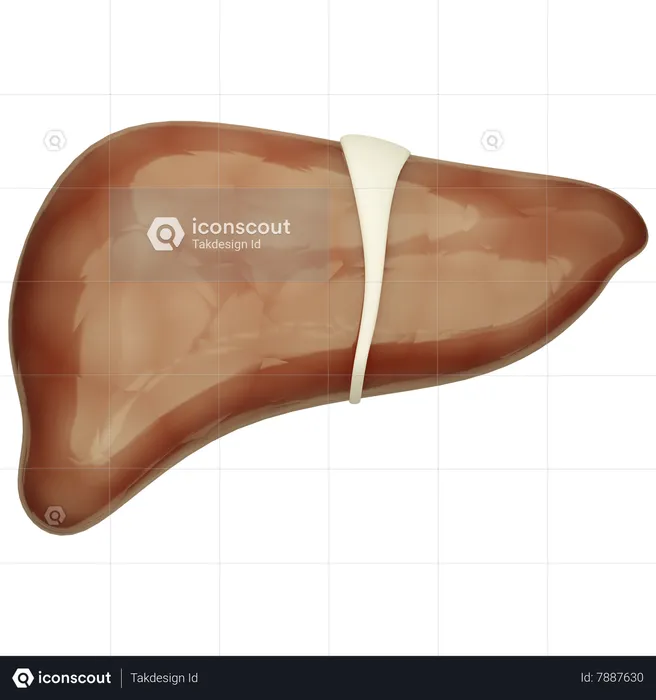 Liver  3D Icon