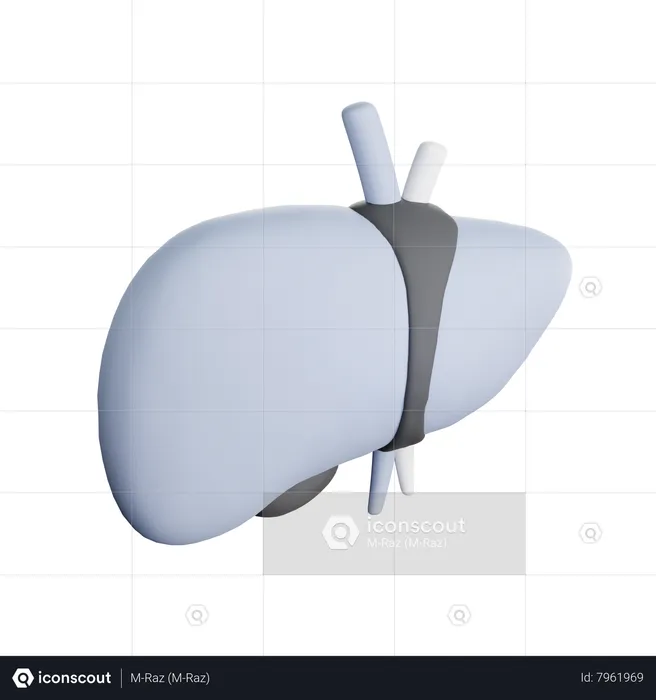 Liver  3D Icon
