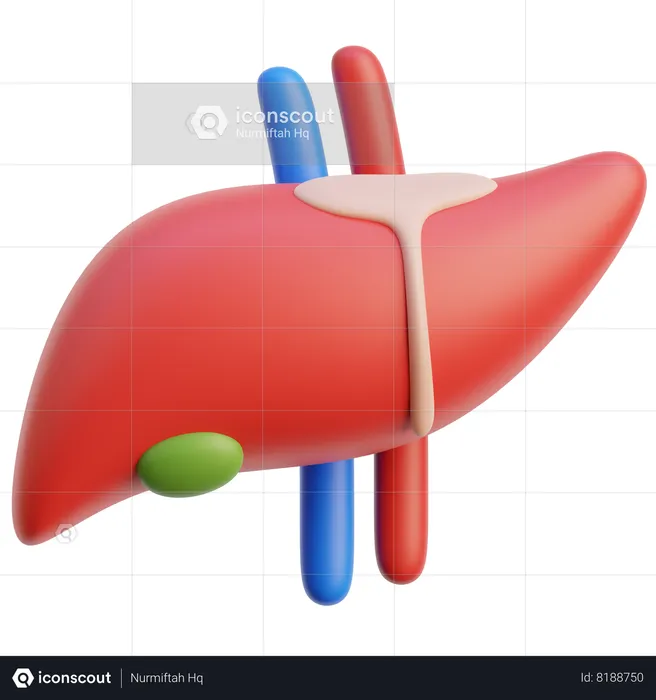 Liver Organ  3D Icon