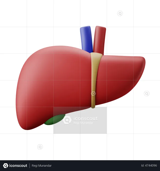 Liver Organ  3D Illustration