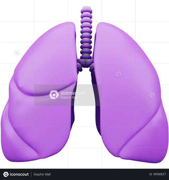 Lung  3D Icon