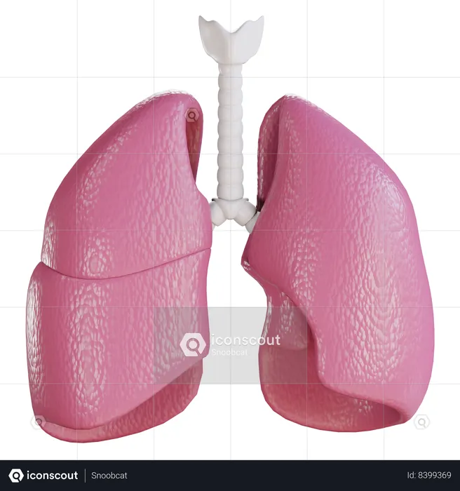 Lung  3D Icon