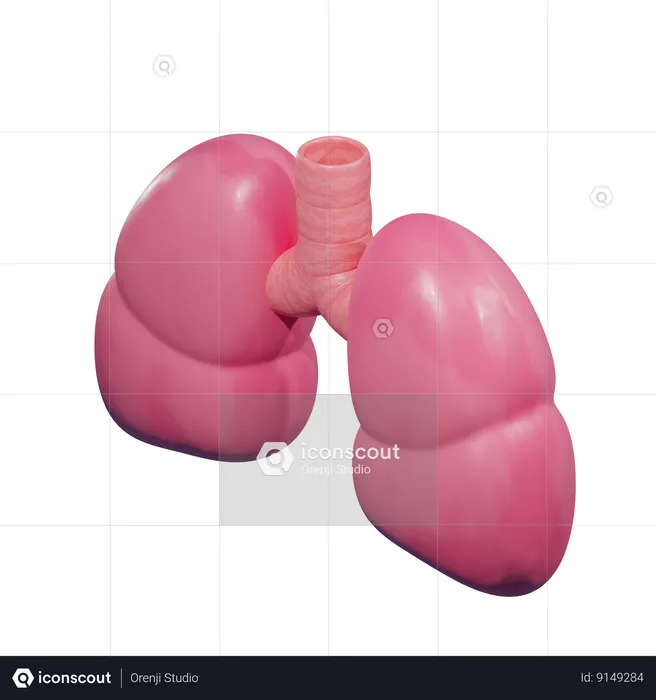 Lungs  3D Icon