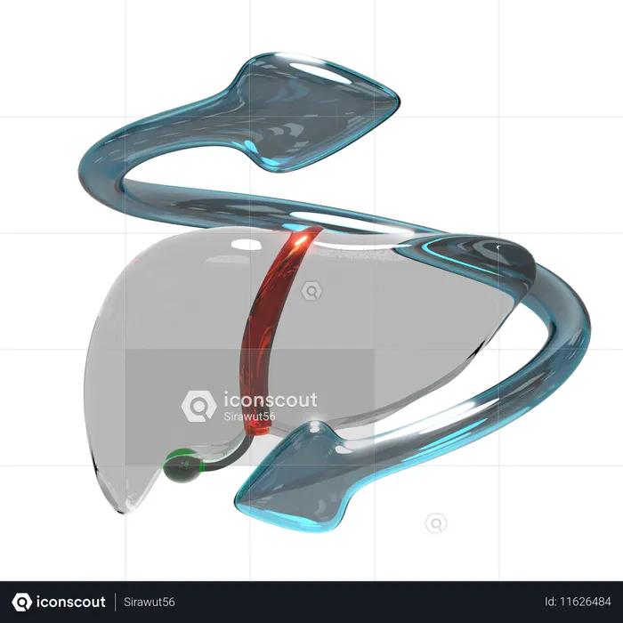 Lungs  3D Icon