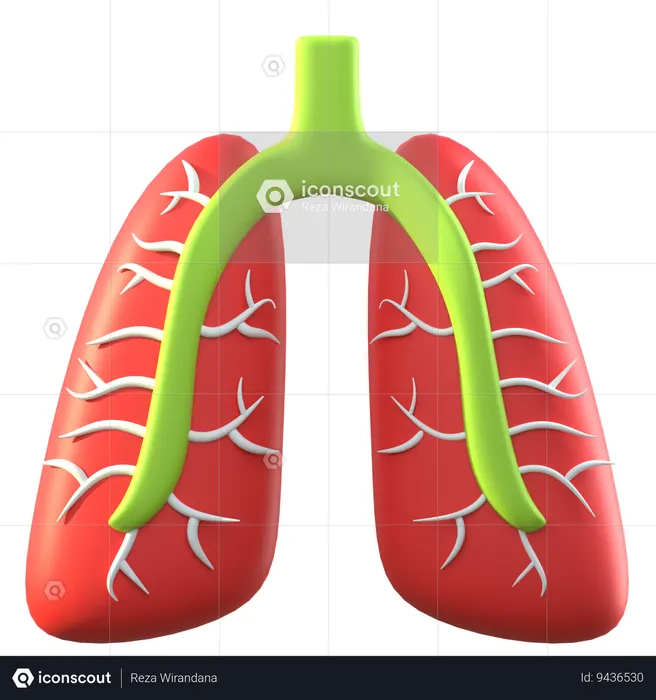 Lungs  3D Icon