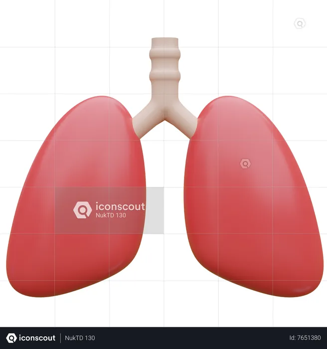 Lungs  3D Icon