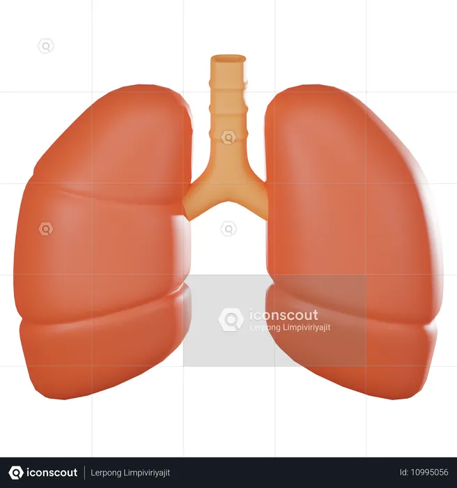 Lungs  3D Icon