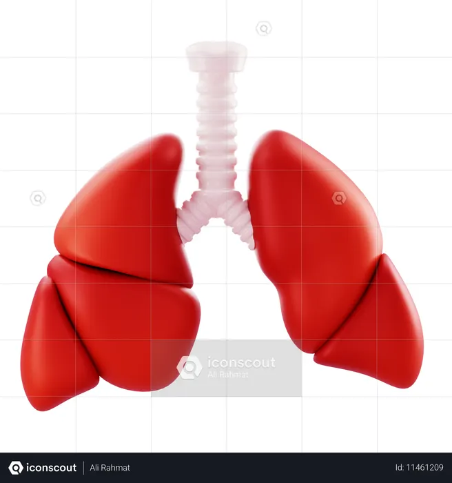 Lungs  3D Icon