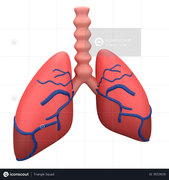 Lungs  3D Illustration