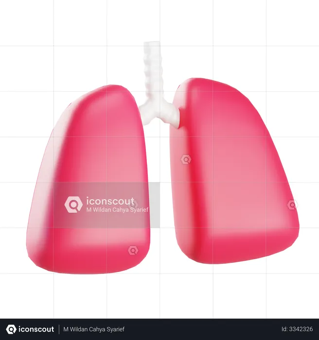 Lungs  3D Illustration