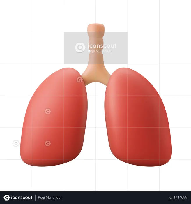 Lungs Organ  3D Illustration