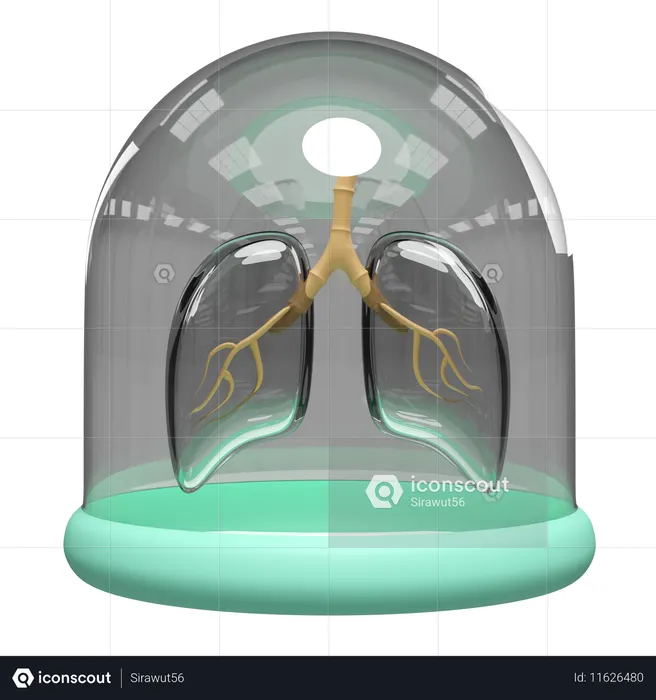 Lungs Realistic  3D Icon