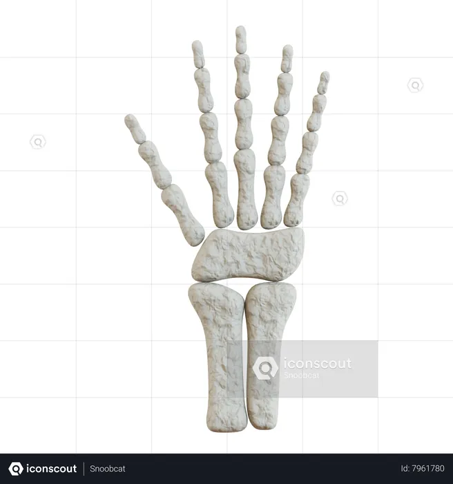 Mano esqueleto  3D Icon