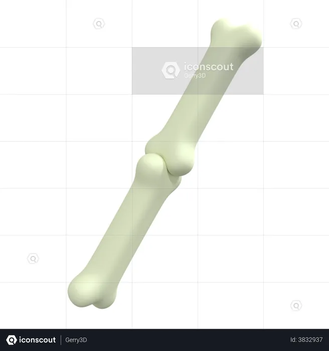 Menschlicher Knochen  3D Illustration