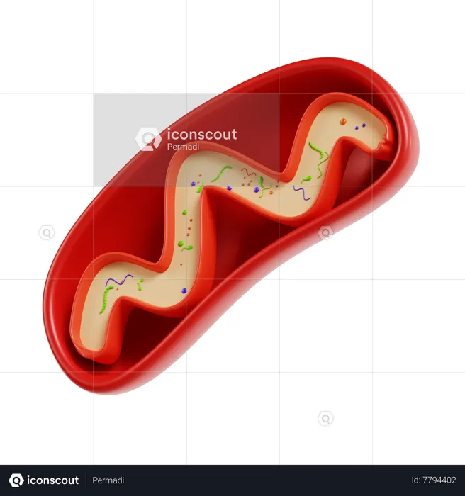Mitochondria  3D Icon