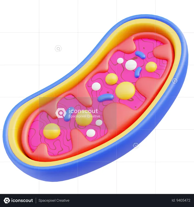 Mitocôndria  3D Icon