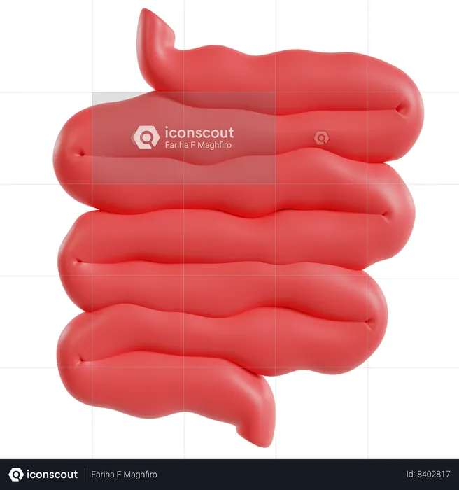 Model Of Small Intestine  3D Icon