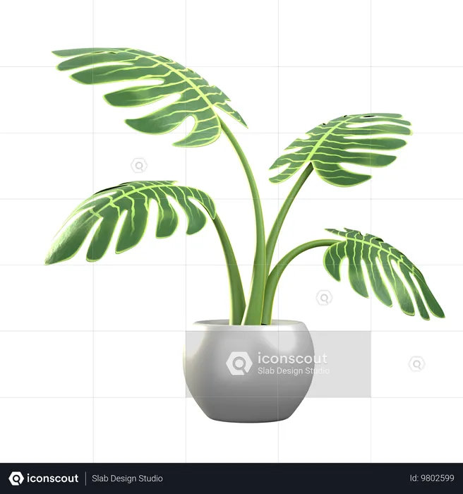 Monstera Deliciosa  3D Icon