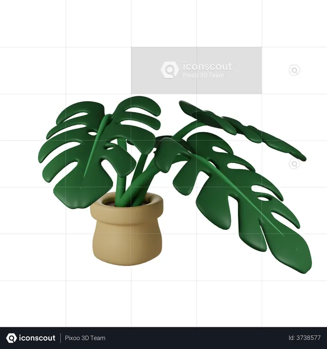 Monstera Plant  3D Illustration