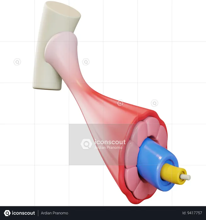 Músculo  3D Icon
