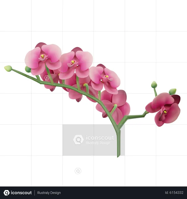 Orchids  3D Icon