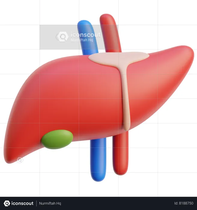 Órgão do fígado  3D Icon