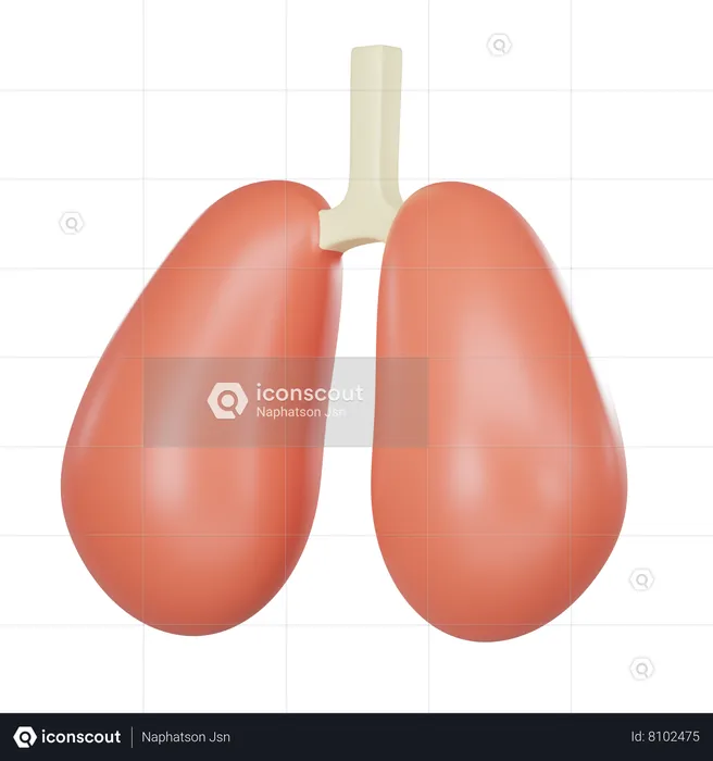 Órgão pulmonar  3D Icon