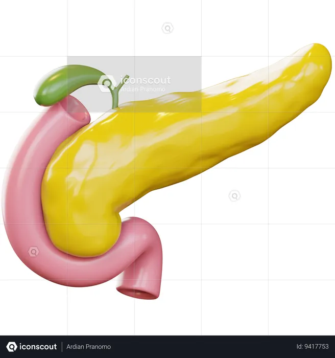Pancreas  3D Icon