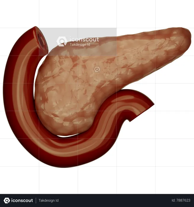 Pancreas  3D Icon