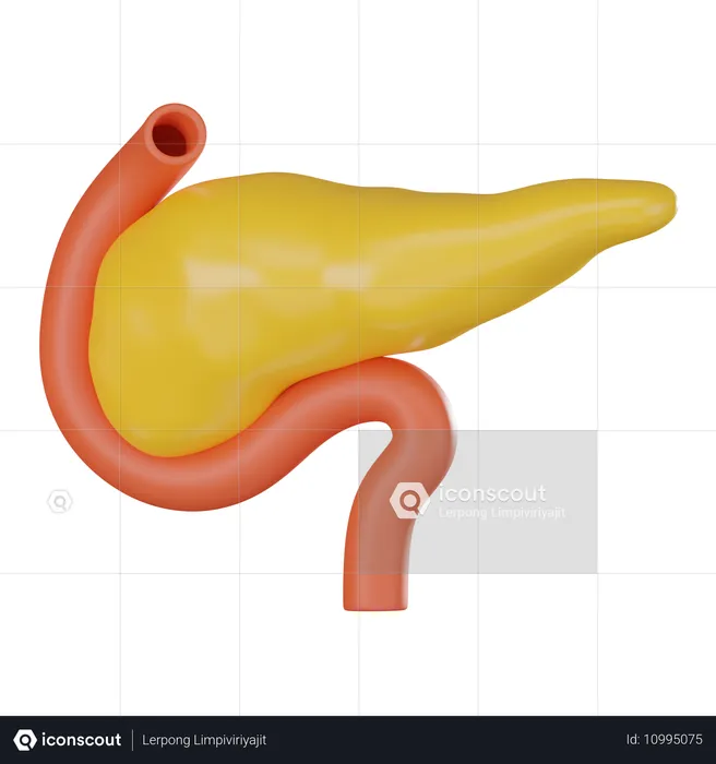 Pancreas  3D Icon